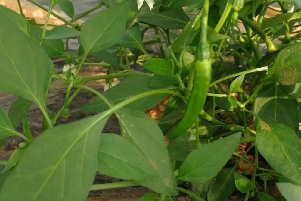 樟树港辣椒|最高达288元一斤！同是辣椒，樟树港辣椒为何能卖出“天价”？