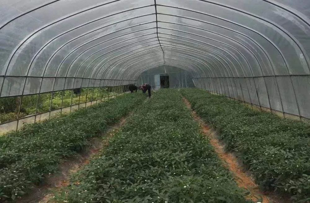 樟树港辣椒|最高达288元一斤！同是辣椒，樟树港辣椒为何能卖出“天价”？