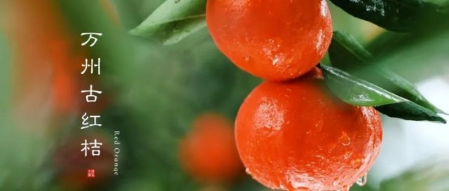 万州古红桔,古称丹桔,是世界栽培历史最悠久的古农作物良种之一.
