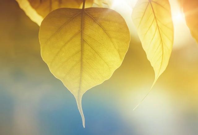 秋风|中小学生收藏！关于描写秋天的诗词、好句、好段，不可错过的作文素材