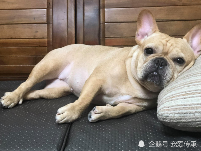 小姐姐家里常传出呻吟声 被邻居大妈上门声讨 原来是它惹的祸 法国斗牛犬 法斗犬