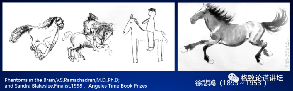 大脑|人类为什么这么聪明？大脑神经纤维总长度能绕地球四周半