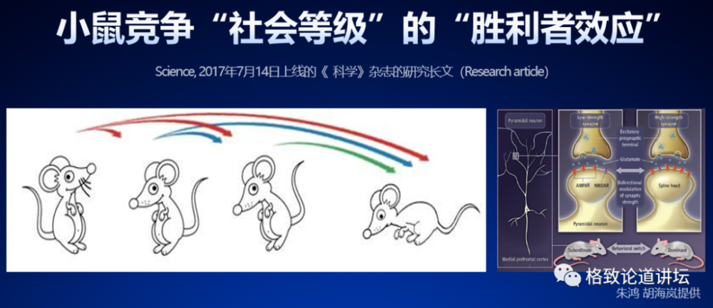 大脑|人类为什么这么聪明？大脑神经纤维总长度能绕地球四周半