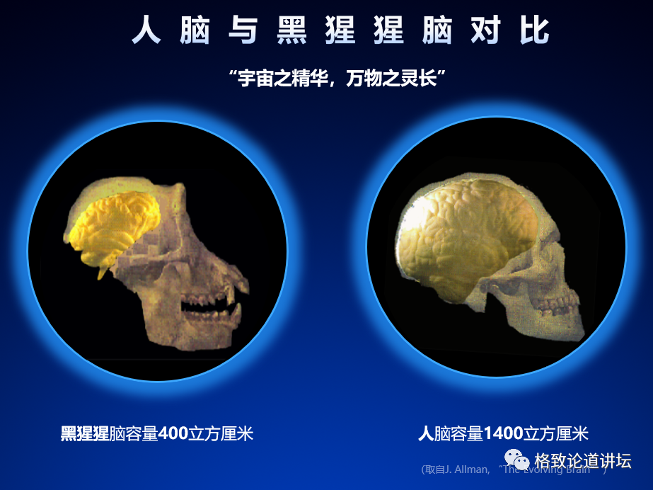 大脑|人类为什么这么聪明？大脑神经纤维总长度能绕地球四周半