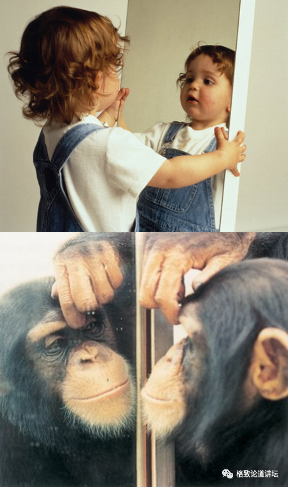 大脑|人类为什么这么聪明？大脑神经纤维总长度能绕地球四周半