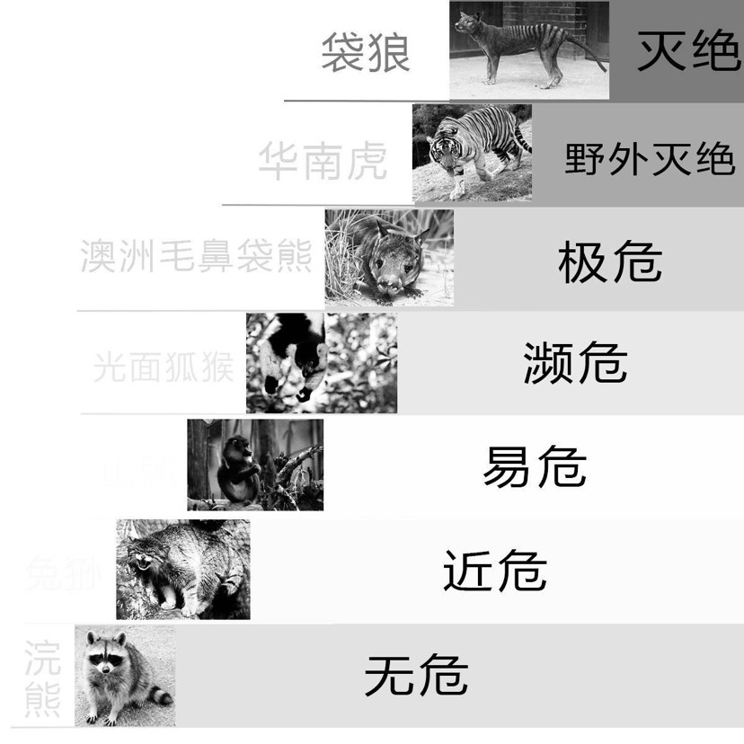 灭绝|被宣布灭绝50年，新几内亚“唱歌”犬再次现身，2020年怎么了？