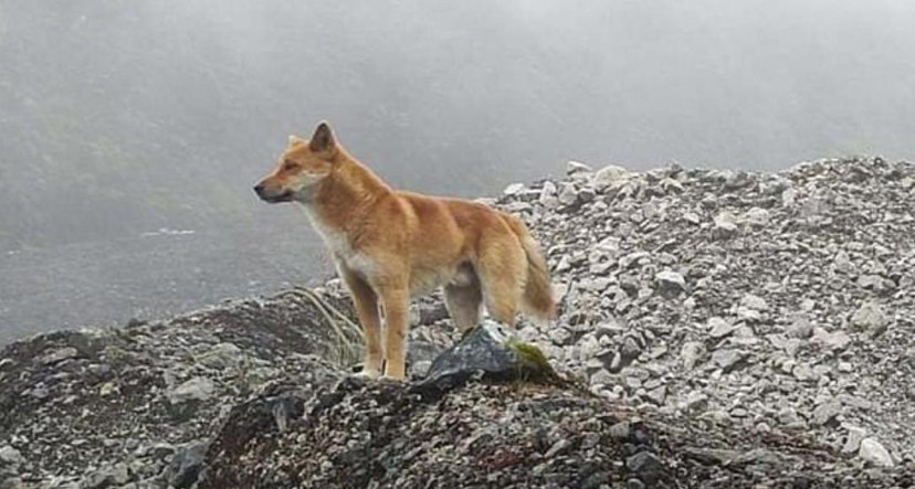 灭绝|被宣布灭绝50年，新几内亚“唱歌”犬再次现身，2020年怎么了？