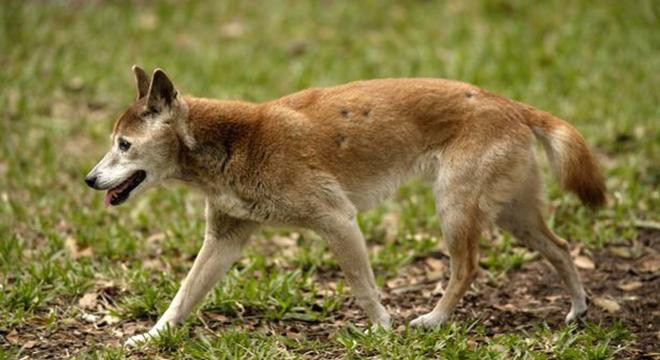 灭绝|被宣布灭绝50年，新几内亚“唱歌”犬再次现身，2020年怎么了？