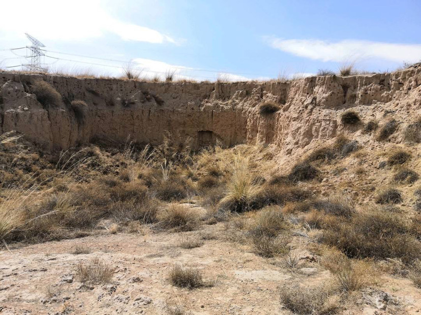 灭绝|被宣布灭绝50年，新几内亚“唱歌”犬再次现身，2020年怎么了？