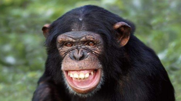 黑猩猩似乎在微笑,实际上是在露出牙齿让您退后一步