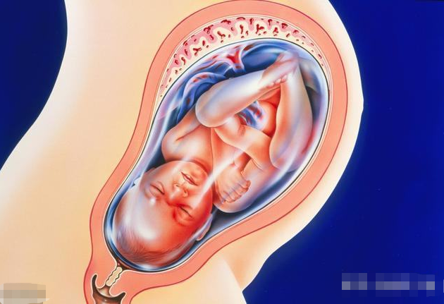 孕妇十月怀胎,这样的胎儿成长记,读懂从受精卵到胎儿全过程