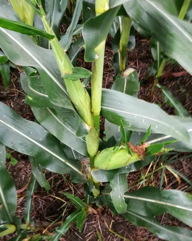 黄淮海夏玉米区|出大事了！河南、安徽、山东等多地玉米不结穗！到底什么原因？