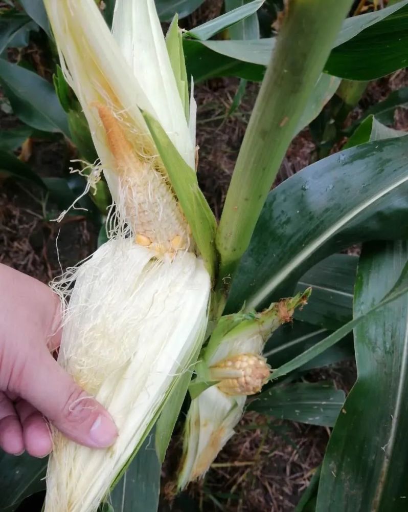 黄淮海夏玉米区|出大事了！河南、安徽、山东等多地玉米不结穗！到底什么原因？