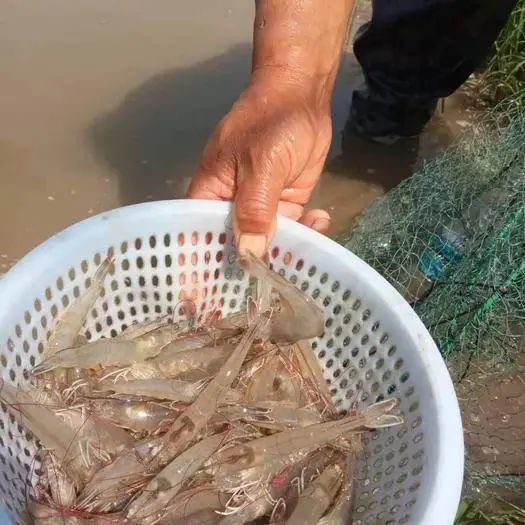 对虾"转肝期"至关重要,转肝顺利,对虾才能长得好!