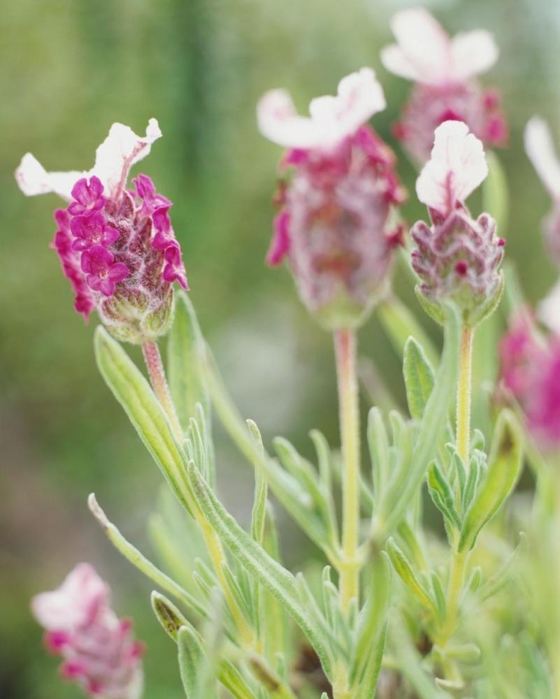 可以助眠可以安神的薰衣草到底是什么植物?