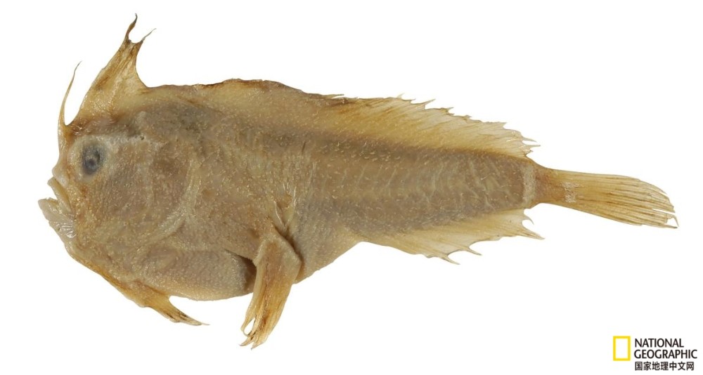 灭绝|一种行走海底的鱼已灭绝！谁来救救其他那些？