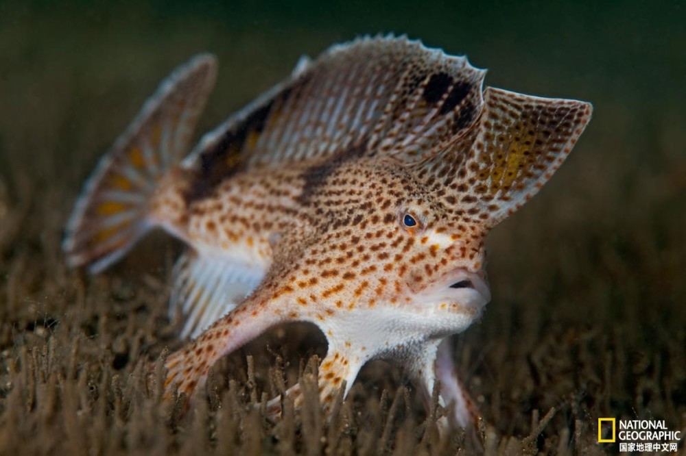 灭绝|一种行走海底的鱼已灭绝！谁来救救其他那些？