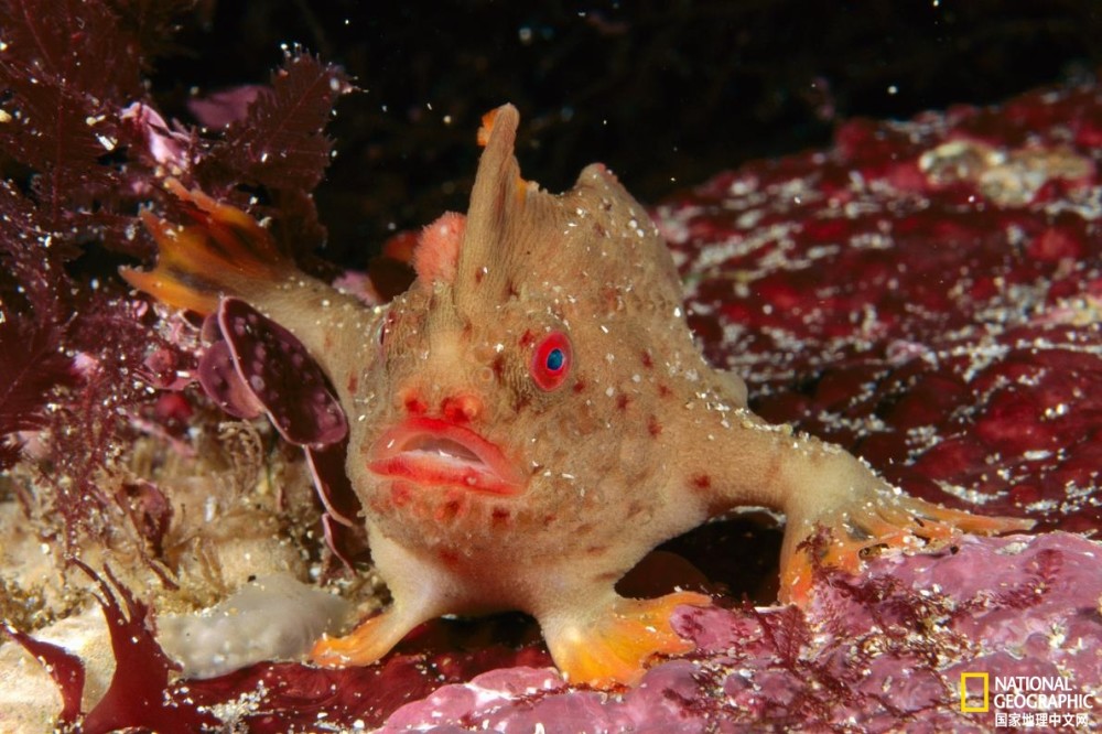 灭绝|一种行走海底的鱼已灭绝！谁来救救其他那些？