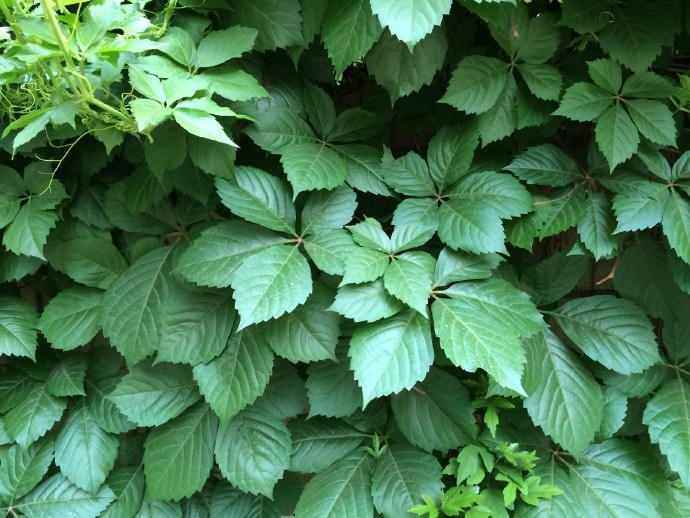 改变格爬壁草偶得