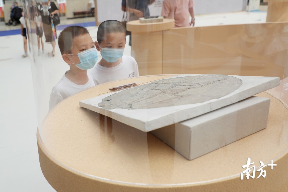 南山博物馆|从三无到国家级，深圳“博物馆之城”呼之欲出