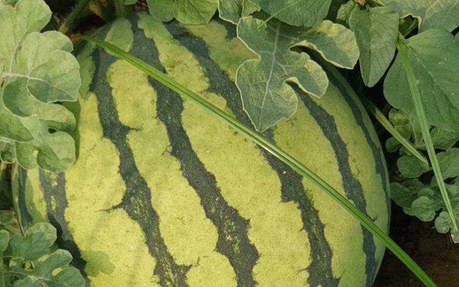 西瓜|1吨半西瓜不到120元 河南瓜农：种植技术跟不上迟早被淘汰