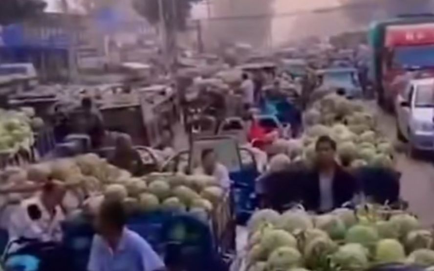 西瓜|1吨半西瓜不到120元 河南瓜农：种植技术跟不上迟早被淘汰