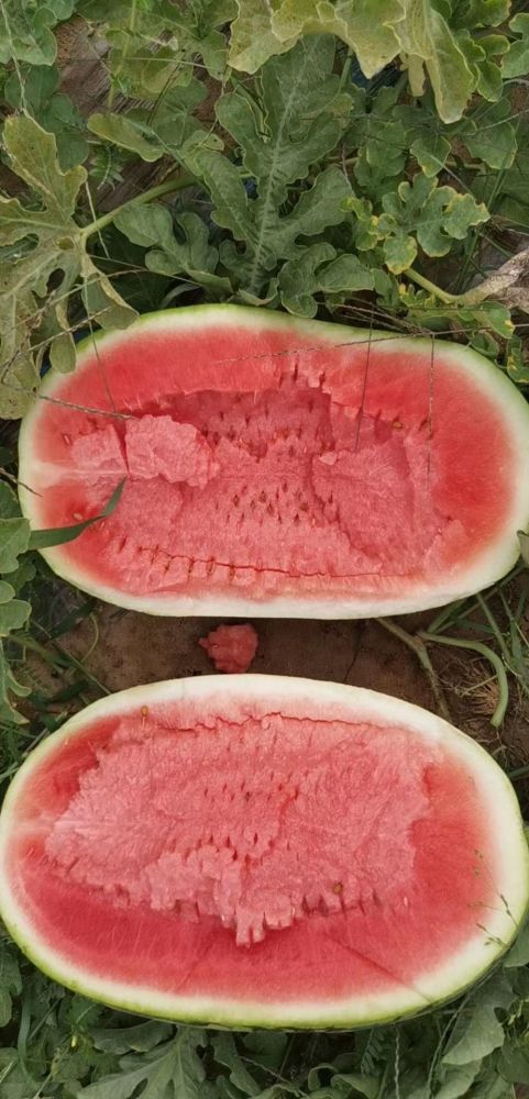 西瓜|1吨半西瓜不到120元 河南瓜农：种植技术跟不上迟早被淘汰