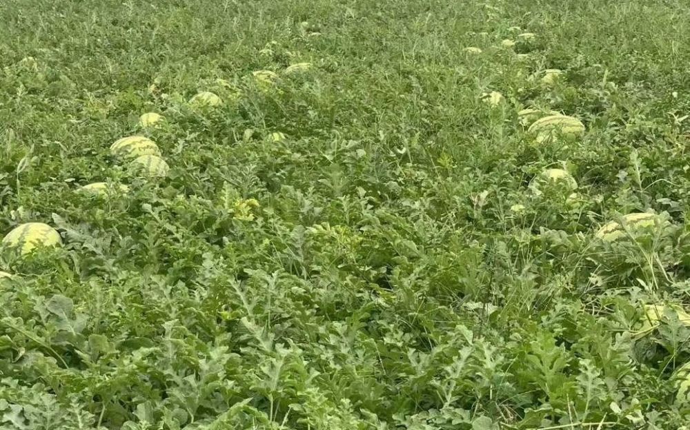 西瓜|1吨半西瓜不到120元 河南瓜农：种植技术跟不上迟早被淘汰