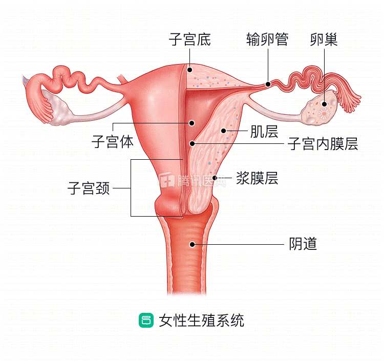 卵巢是女性生殖系統中的一