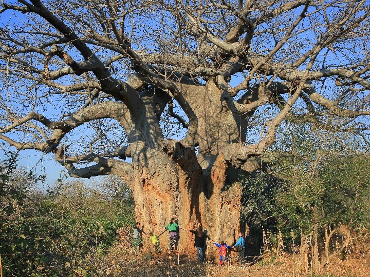 "像宝石一样发光"!科学家推进对非洲猴面包树遗传学认识