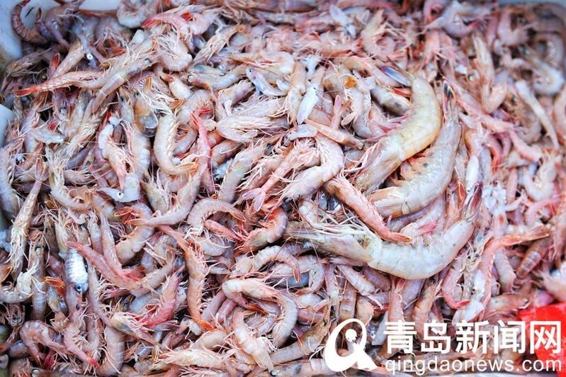 青岛西海岸积米崖渔港 各种海货扎堆上岸