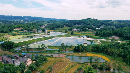 稻花香里说丰年童寺镇
