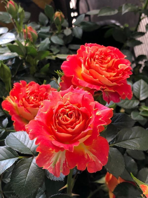 双鱼座阳台,盆栽月季"新宠",植株低矮,美若玫瑰,四季都开花