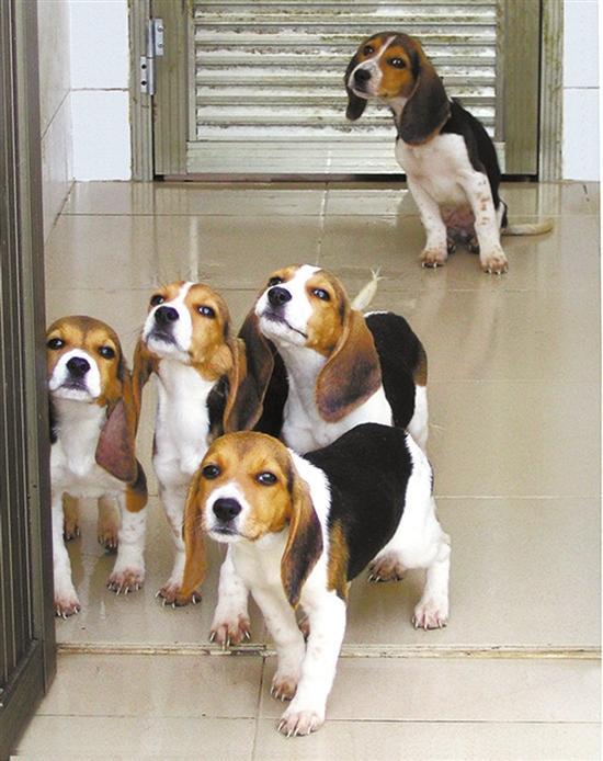 检疫犬从这里来广药白云山研究总院守护卡脖子国家战略资源安全