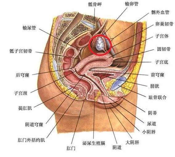 卵巢在人体位置示意图图片