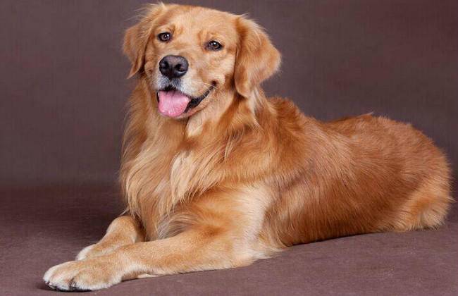 "暖男"金毛犬,国内最受欢迎宠物之一!
