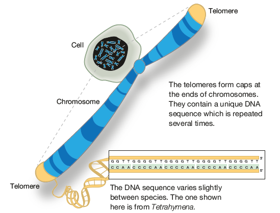 衰老|饮食与DNA损伤有关：研究发现你常吃的便利食品，正在加速你的衰老