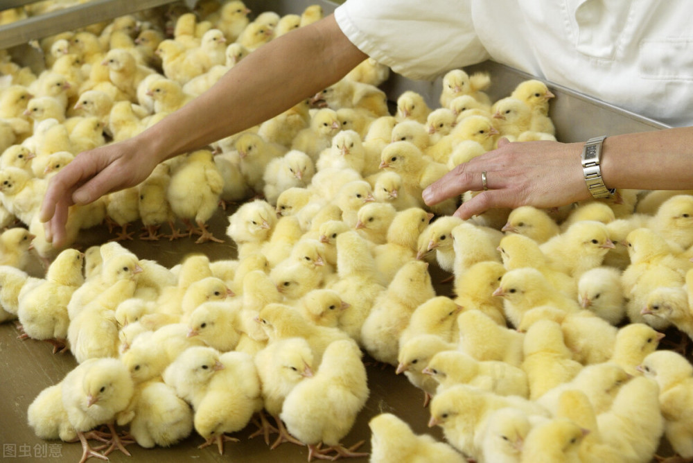 蛋鸡育雏期的3大饲养管理要点,你都做到了吗?