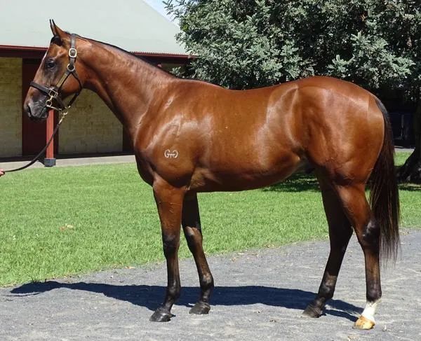 inglis australian easter yearling sale),其父系为澳大利亚明星种公