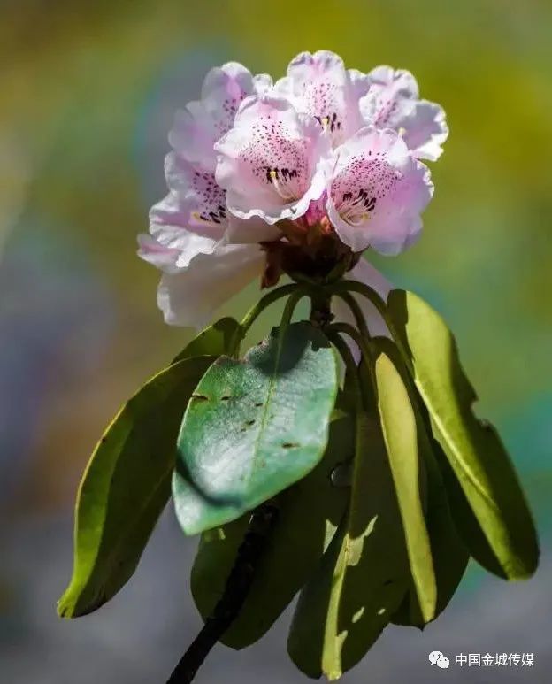 花开漫山艳!灵宝杜鹃入选省级林木种质资源库