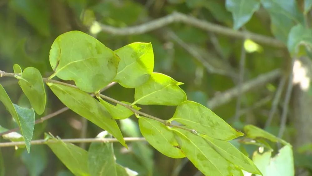 开化富林村百年野生黄金茶走出深山