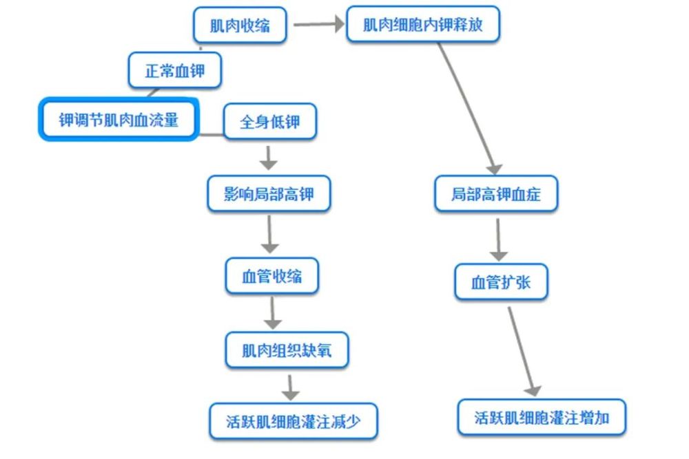 最熟悉的陌生人低钾患者肌酸激酶为什么这么高