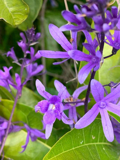南方最好养的蓝花藤顺着墙边攀爬生长每次开花都是成片小蓝花