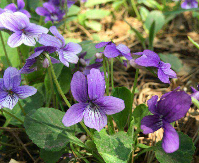 野外一種紫色花,都以為是野花其實價值高,名叫紫花地丁