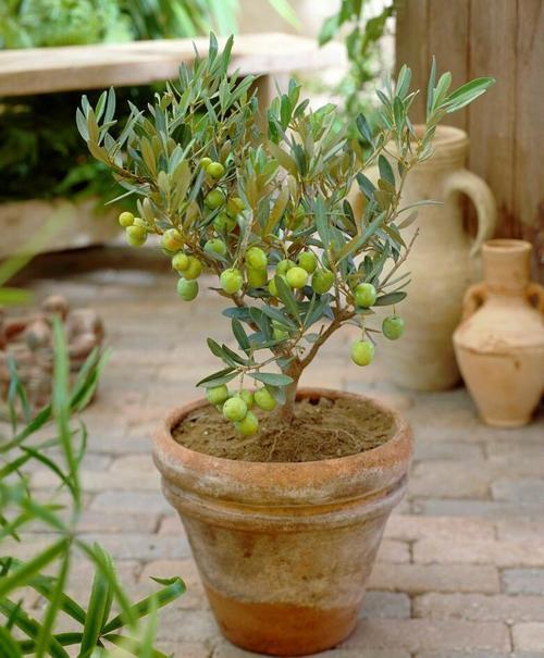 橄榄也能养成盆栽,硕果累累,享受丰收的喜悦
