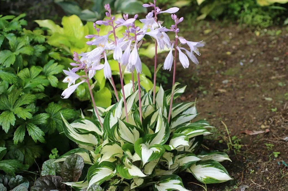 5款半耐阴宿根花卉,适合种在树下,墙角,路边_腾讯新闻