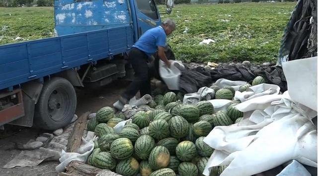 3000颗西瓜被弃单 78岁老农损失15万 市民热心救援秒扫空 台北 同乡会 西瓜 花莲 吴哲仲 凤林乡