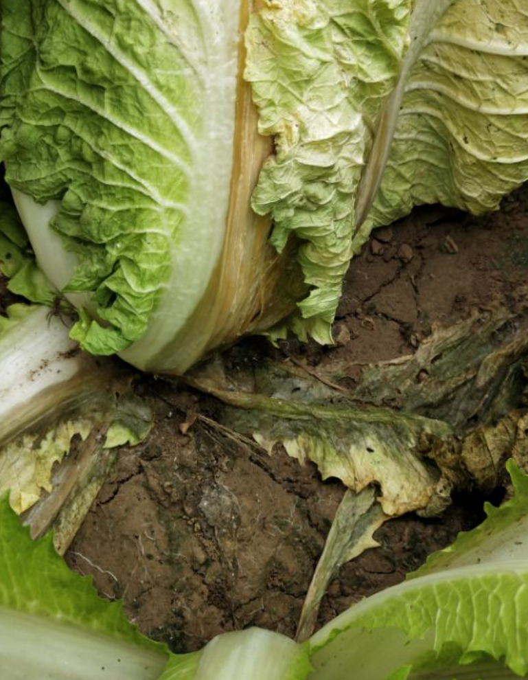 引起白菜腐烂的这种病害,每年易发难治,危害大,打什么药防止好_腾讯