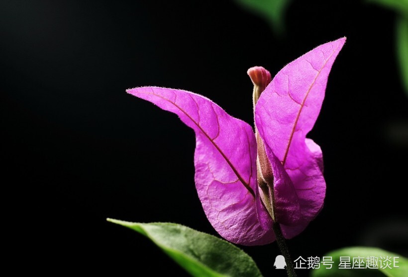 9月4日 8日星座运势 双子严于律己 狮子信心十足 水瓶成熟稳重 腾讯新闻