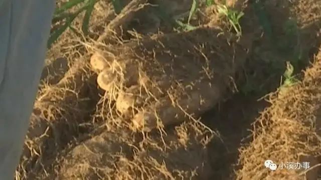 菜农|灭顶之灾！这款肥让山东菜农损失超过300万